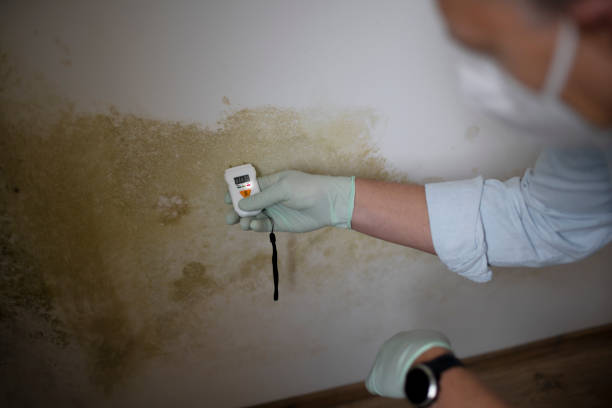 Best Certified Mold Removal  in Cassville, MO