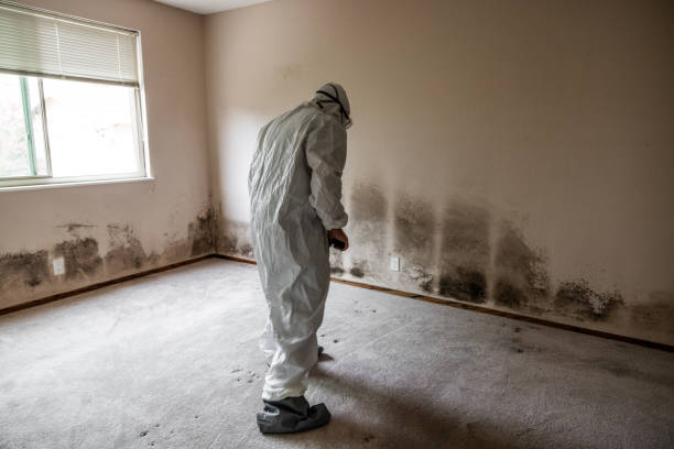 Mold Testing and Removal in Cassville, MO