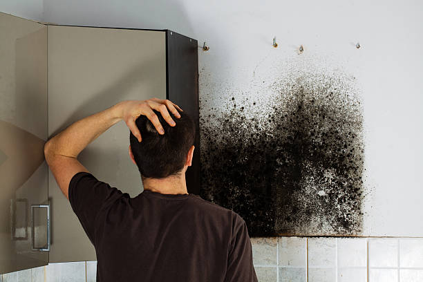 Best Commercial Mold Removal  in Cassville, MO