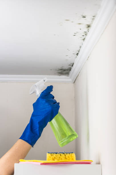 Professional Mold Removal in Cassville, MO