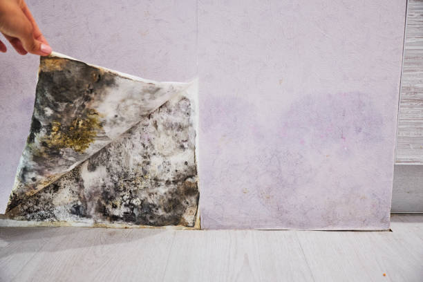 Mold Removal and Inspection in Cassville, MO